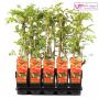 Campsis Radicans Flamenco H65-P15