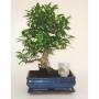BONSAI + Scpe H40 P25