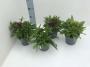 Dianthus barbatus h20-p13