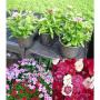 Oeillet chine h25-p10.5