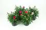 OEILLET des Fleuristes FLR H15 P10.5