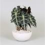 ALOCASIA polly H30 P22