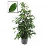 FICUS danielle H105 P21