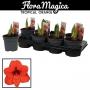 AMARYLLIS tropical Orange 2TG H25 P13