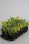 Euonymus H20-P9