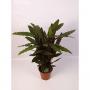 CALATHEA rufibarba H75 P19