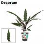 ALOCASIA lauterbachiana H90 P19