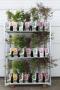 ACER palmatum H60 P19