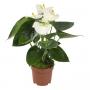 ANTHURIUM sierra White 5FLR H45 P12