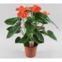 ANTHURIUM andreanum Orange H55 P17