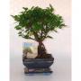 BONSAI + Scpe H15 P12