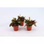 PEPEROMIA rosso Bambino H10 P5.5