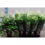 ASTILBE blanc H60 P15