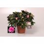 AZALEA flandresse Rose Ø27/30 P14