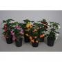 ABUTILON PYR H50 P15