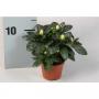 AZALEA baby Blanc H15 P6