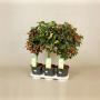 ABUTILON TG H75 P19