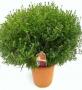Aster sapphir big boys h50-p26-deco