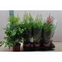 ASTILBE H60 P15
