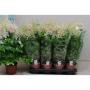 ASTILBE rose H60 P15