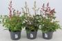 Astilbe h30-p12