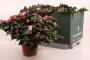 AZALEA flandresse Ø30 P16