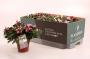 AZALEA flandresse Ø22/25 P12