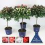 AZALEA hortinno TG H60 P19