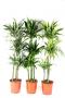DRACAENA Janet Graig, Lemon Lime, Warneckei H140 P24