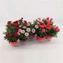 DIANTHUS H23 P12-TST