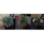 OEILLET des Fleuristes Carnelia FORT H20 P10.5