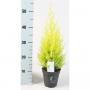 CUPRESSUS gold Crest Wilma H50 P13