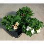 ALSTROEMERIA premium Colorita Xxl H40 P21