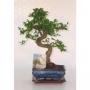 BONSAI + Scpe H20 P15