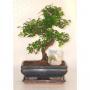 BONSAI + Scpe H25 P20