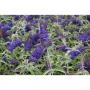 Buddleja davidii adonis blue h60-c10l