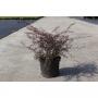 Berberis thunbergii red dream h30-c3.6l
