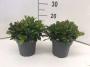 Gaultheria procumbens h20-p15