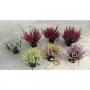 Calluna beauty ladies h25-p13