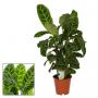 CALATHEA zebrina H80 P19