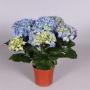 HORTENSIA bleu 5/7FLR H35 P13