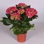 HORTENSIA rouge 5/7FLR H35 P13