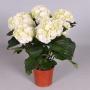 HORTENSIA blanc 5/7FLR H35 P13