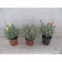 Myrthe micro flr-art-h25-p10.5