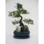 BONSAI + Rocaille + Scpe H30 P20