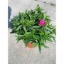 Oeillet chine h35-p17