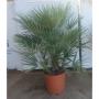 Chamaerops humilis fort-h125-p28