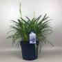 AGAPANTHUS bleu H70 P23