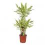 DRACAENA yellow Coast Carroussel H100 P21