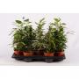 FICUS H50 P13